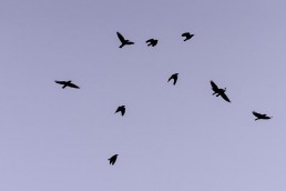 Oiseaux en vol à contre-jour